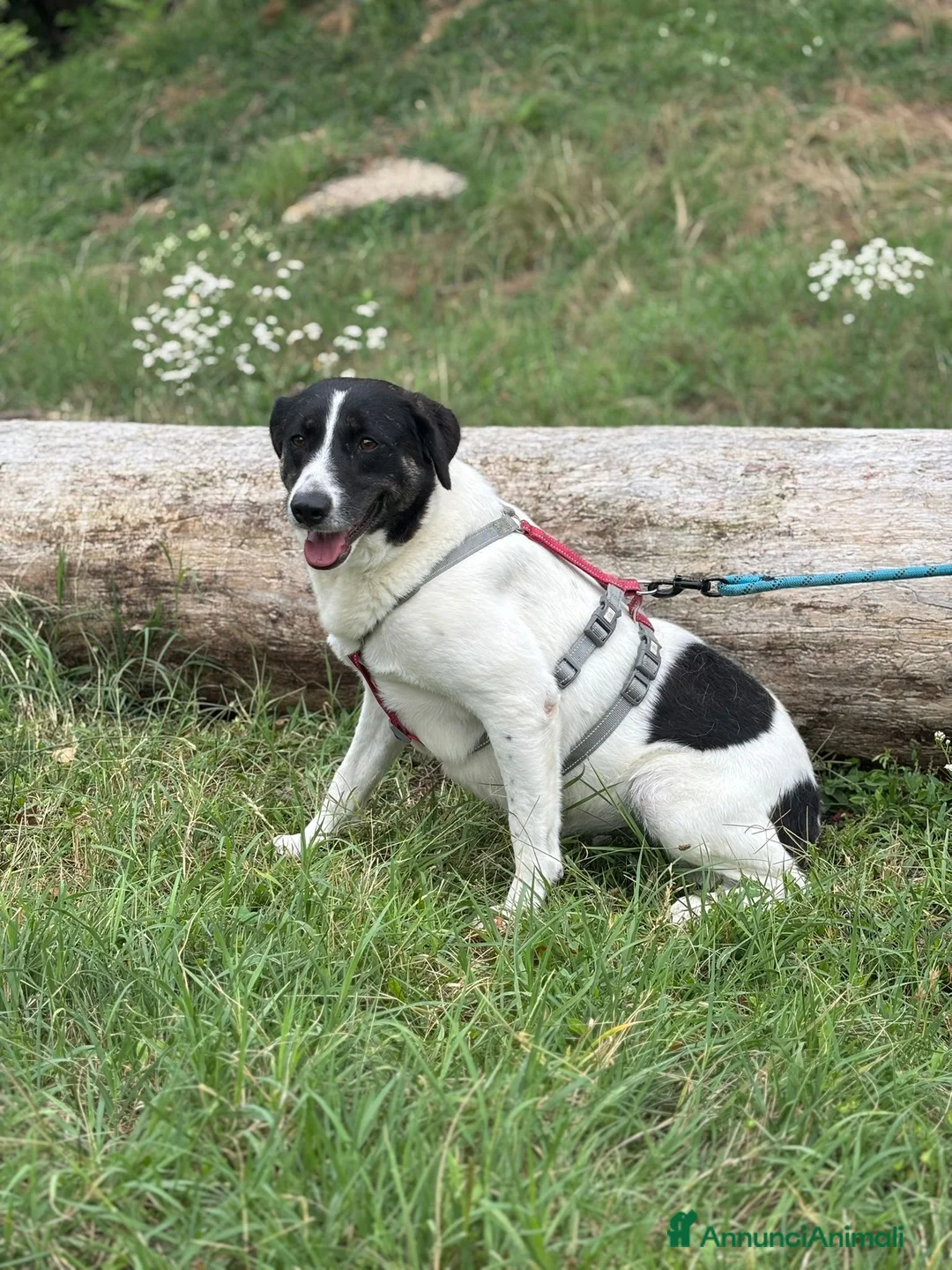 Meticcio cani in regalo: Splendida meticcia - COOKIE a Città metropolitana di Milano - Annuncio 1