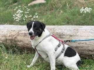 Meticcio cani Splendida meticcia - COOKIE a Città metropolitana di Milano - Annuncio 26