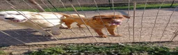Meticcio cani in regalo: CORFU ASPETTA TE - Annuncio 2