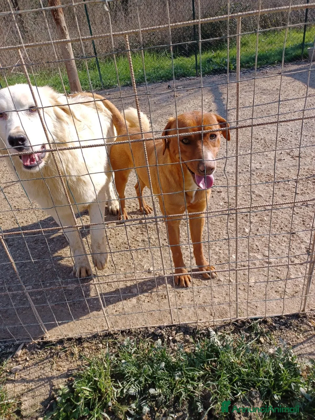 Meticcio cani in regalo: CORFU ASPETTA TE - Annuncio 2