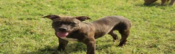 Pitbull cani in vendita: Cuccioli Pit Bull con pedigree anche a rate - Annuncio 30