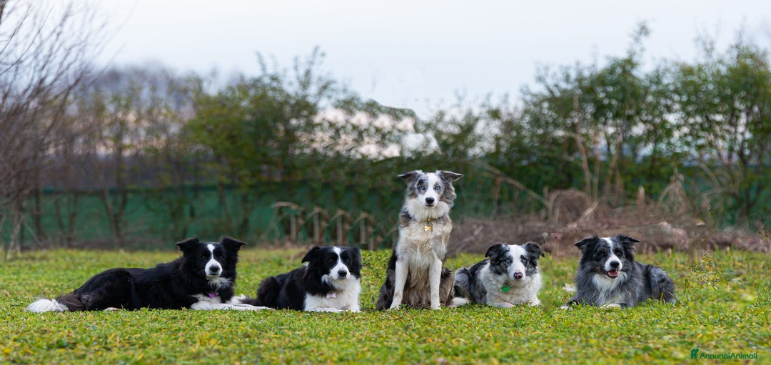 Immagine della galleria {{count}}