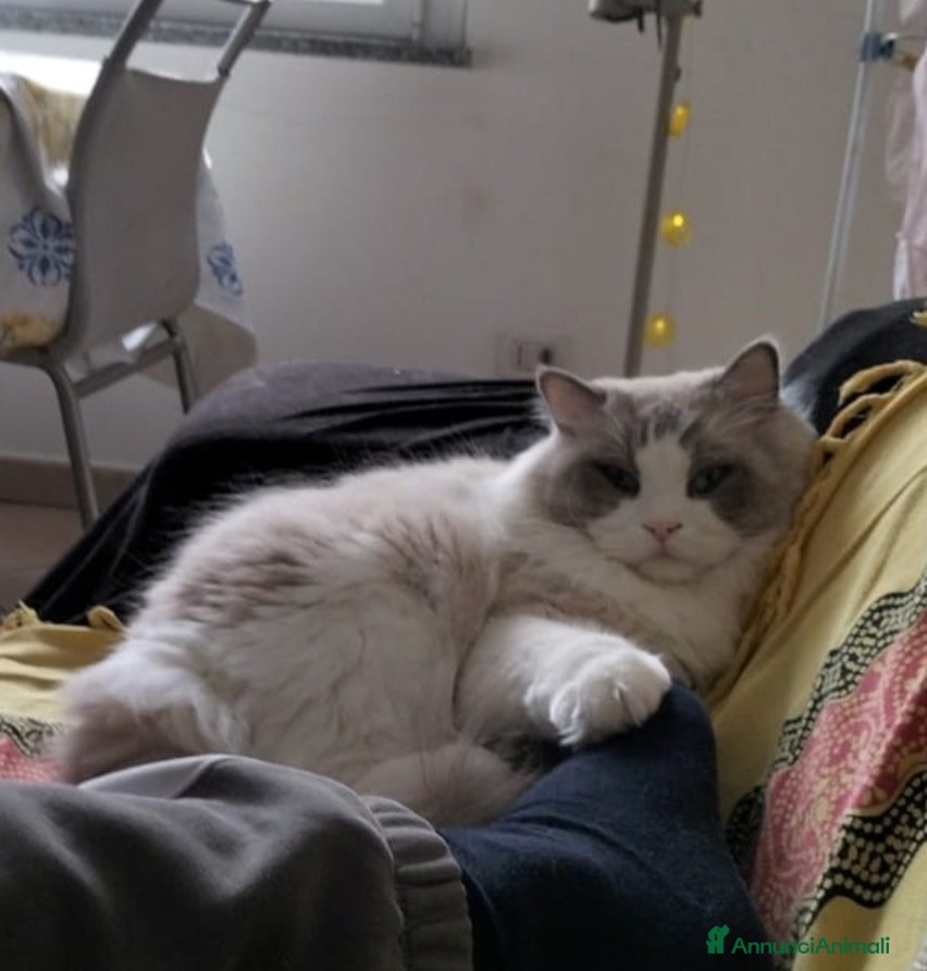 Ragdoll gatti Ragdoll maschio pedigree disponibile per monta  - Annuncio 3