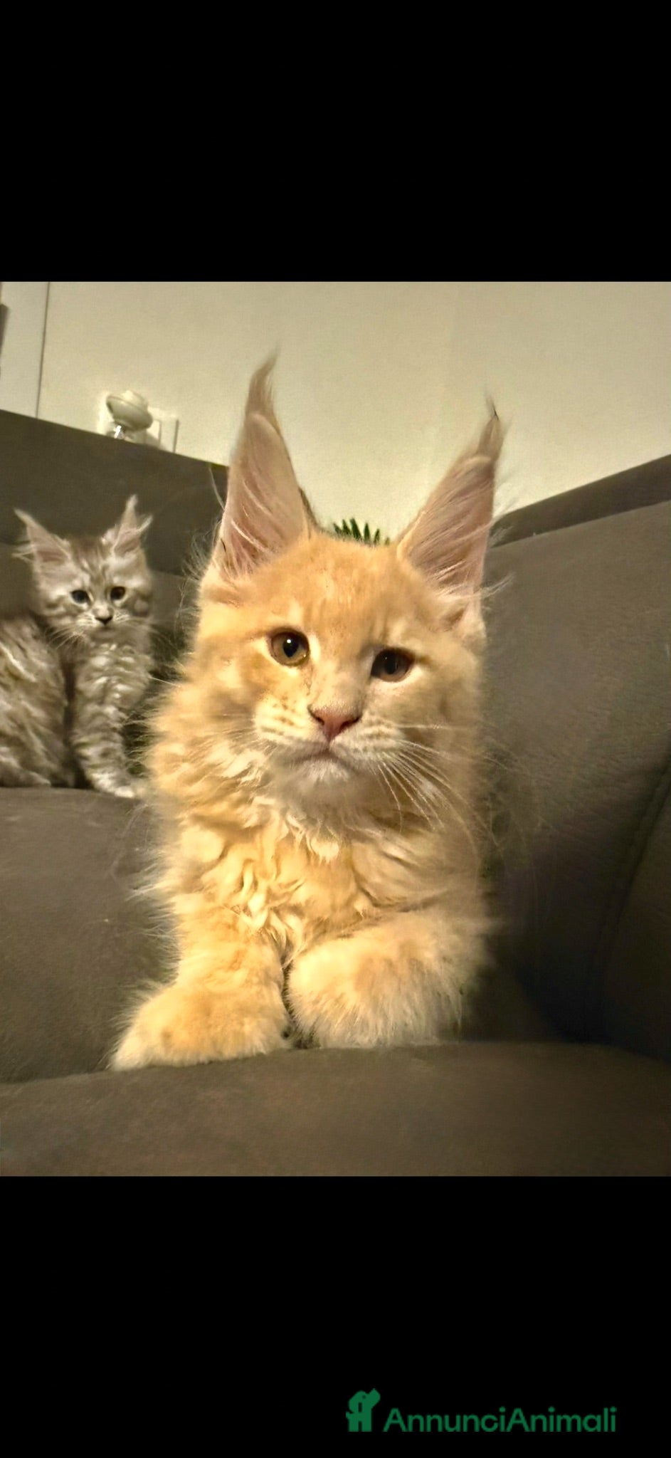 Maine Coon gatti Gattino Maine coon linea russa genealogia top - Annuncio 1