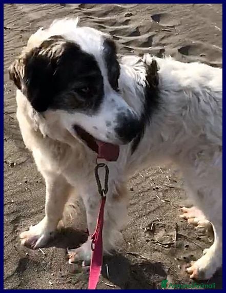 Meticcio cani GGG meraviglioso e gentile tg grande a Città metropolitana di Milano - Annuncio 36