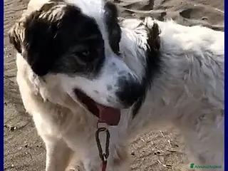 Meticcio cani GGG meraviglioso e gentile tg grande a Città metropolitana di Milano - Annuncio 36