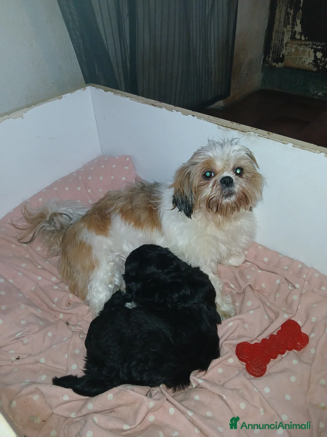 Meticcio cani in vendita: Cuccioli femmina di shih-Poo  - Annuncio 6