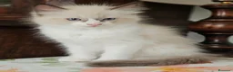 Ragdoll gatti in vendita: Meraviglioso ultimo cucciolo Ragdoll - Annuncio 5