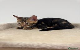 Bengala gatti in vendita: Cuccioli bengala a Provincia di Como - Immagine 6