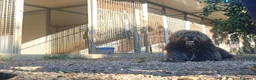 Meticcio cani in regalo:  Pastore Fonnese 3anni mollato,finito in canileSUD - Annuncio 5