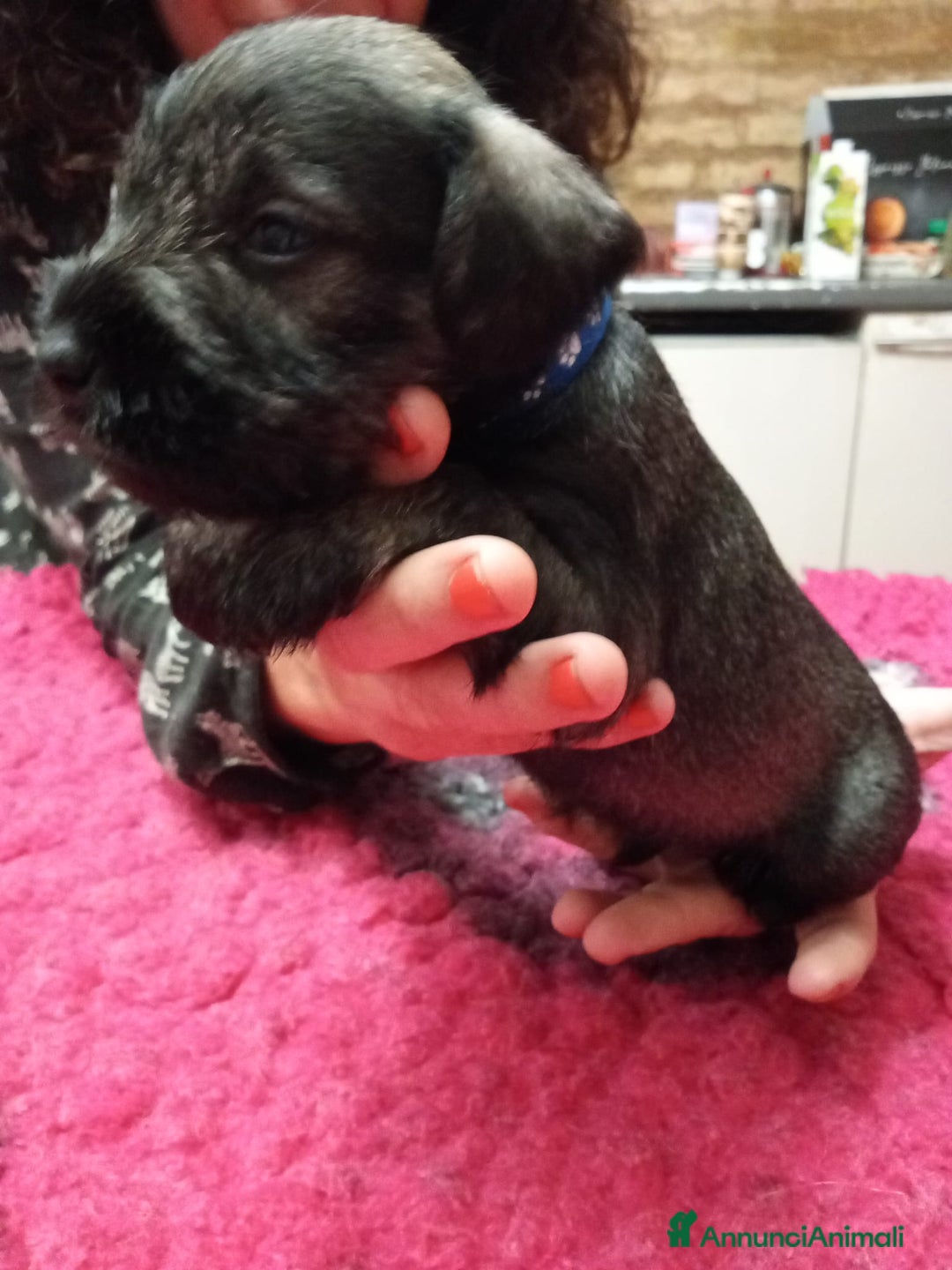 Mini Schnauzer cani in vendita: cuccioli di zwergschnauzer pepe sale - Annuncio 6