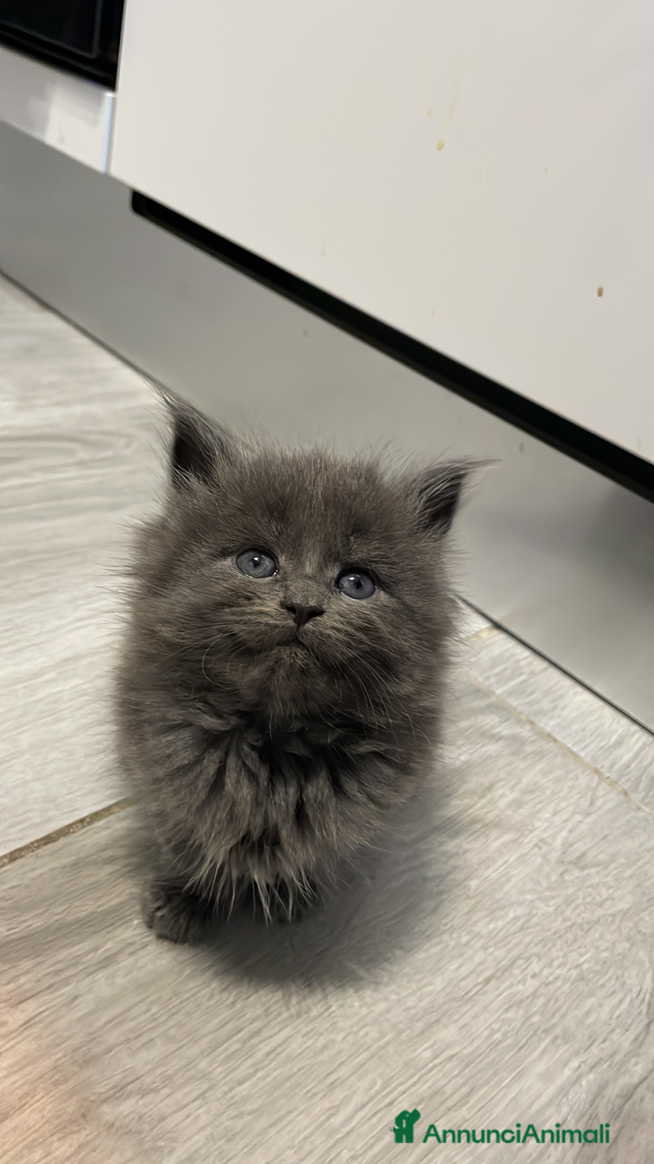 Maine Coon gatti Cuccioli mainecoon - Annuncio 10