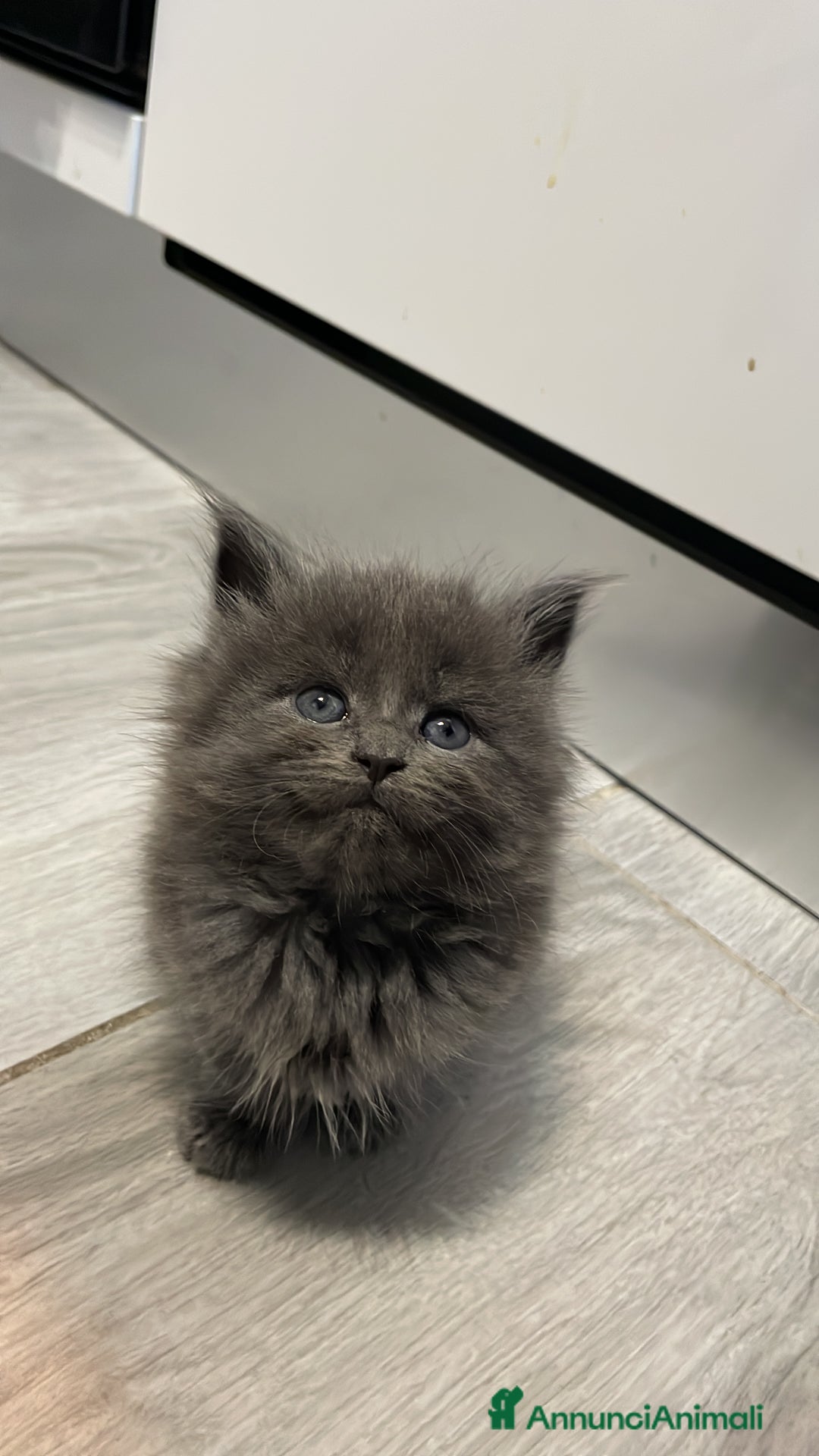 Maine Coon gatti in vendita: Cuccioli mainecoon - Annuncio 1