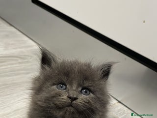 Maine Coon gatti Cuccioli mainecoon - Annuncio 2