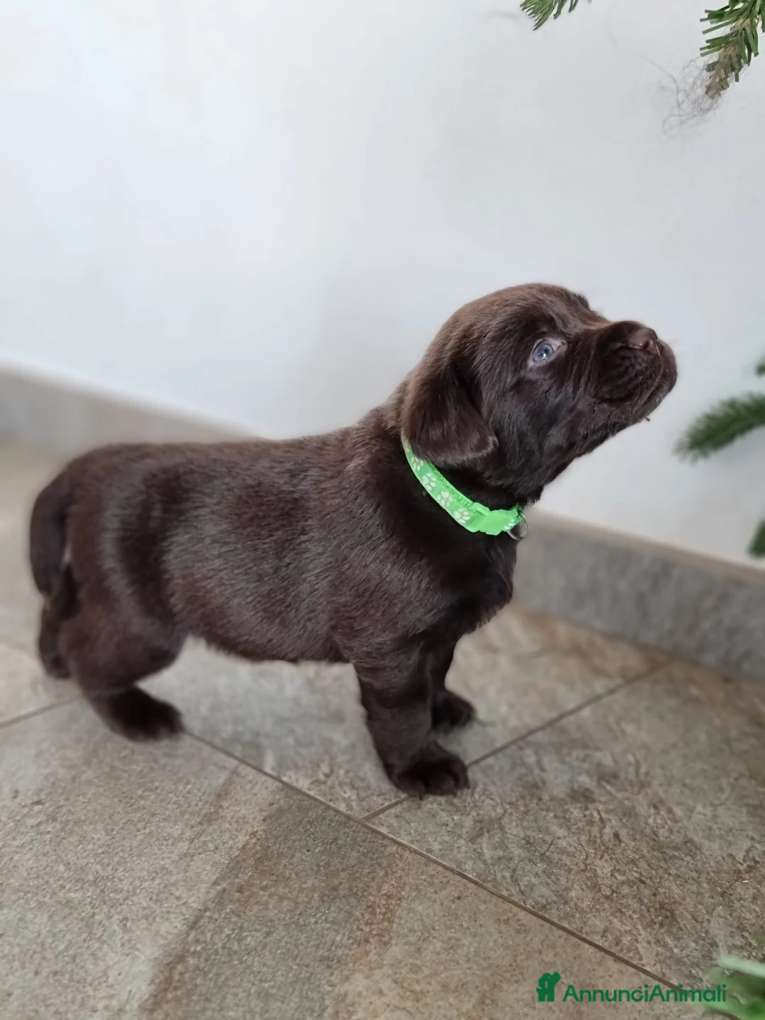Labrador cani in vendita: cuccioli di labrador disponibili - Annuncio 2