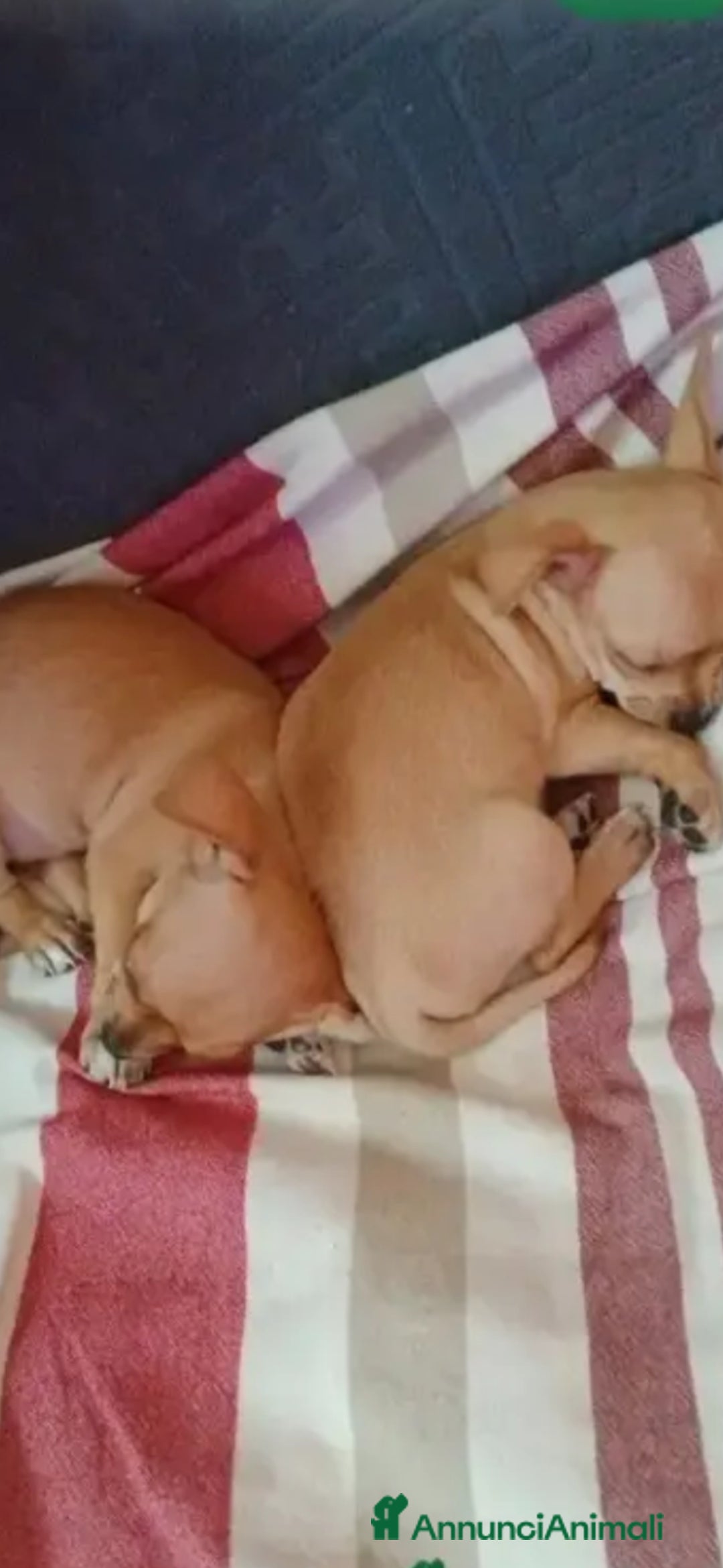 Chihuahua cani in vendita: Chihuahua cucciolini  bellissimi - Annuncio 15