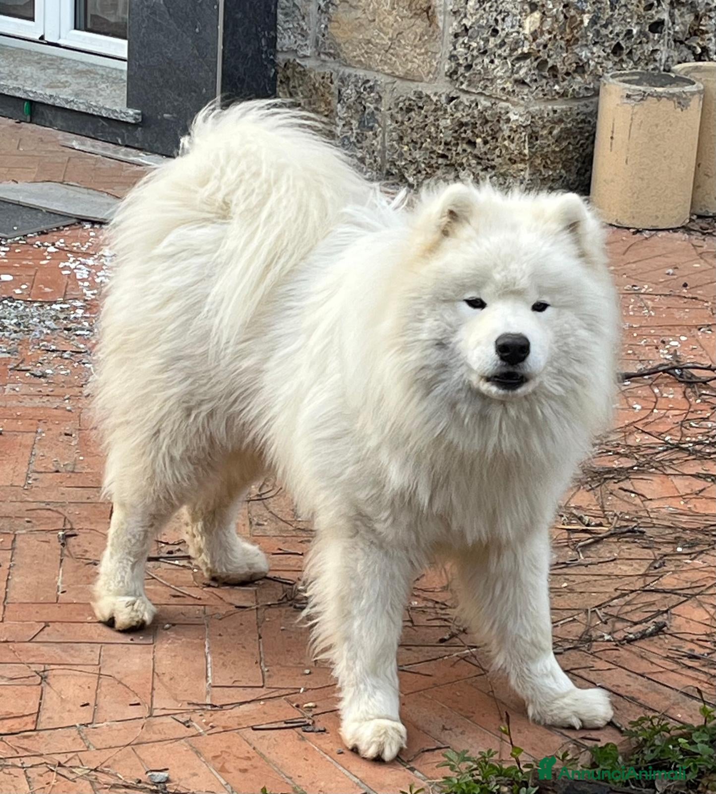 Haku