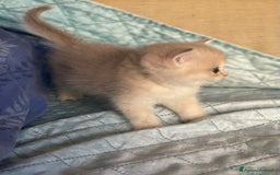 Scottish gatti in vendita: Scottish Straight - Annuncio 14