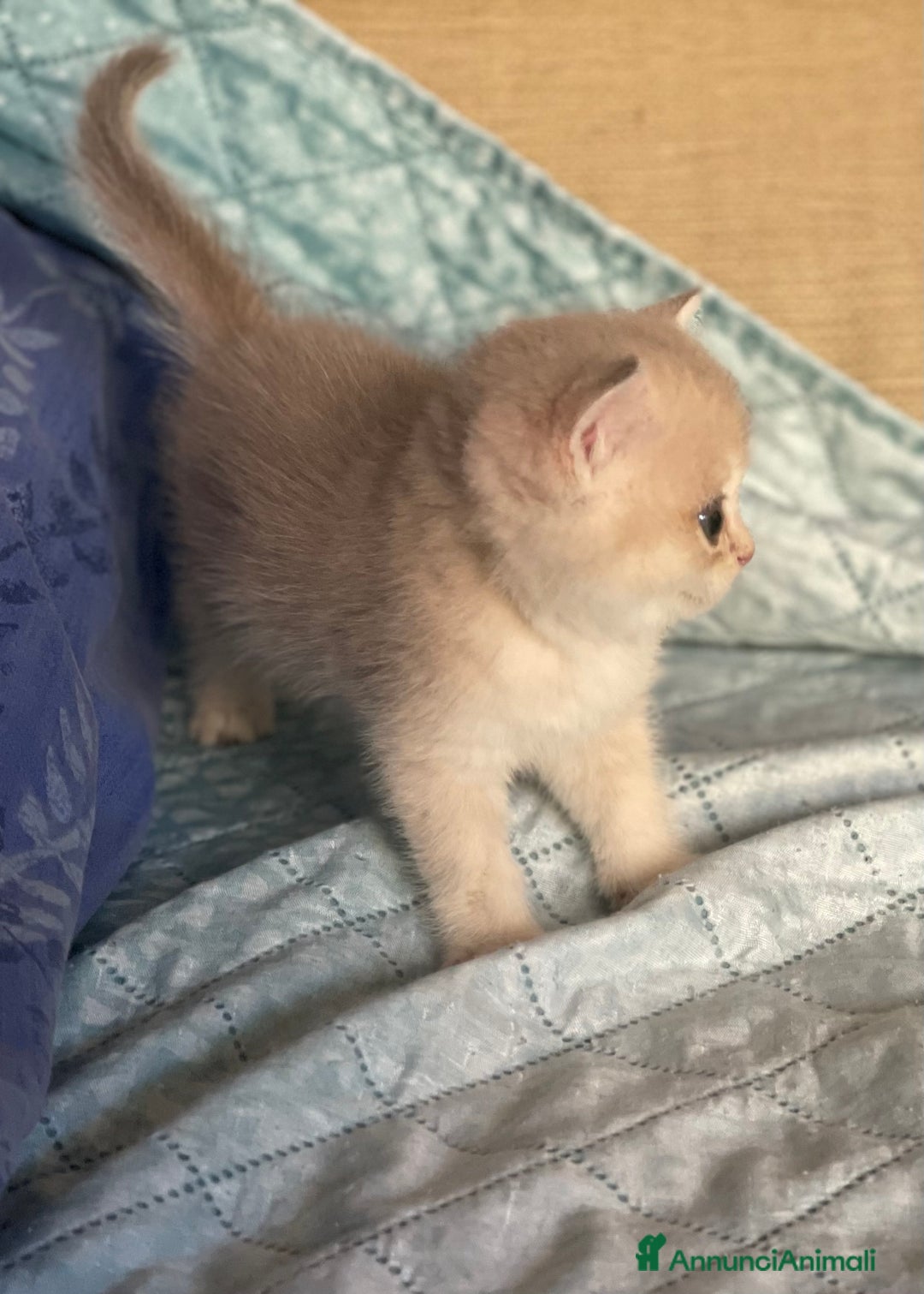 Scottish gatti in vendita: Scottish Straight - Annuncio 14