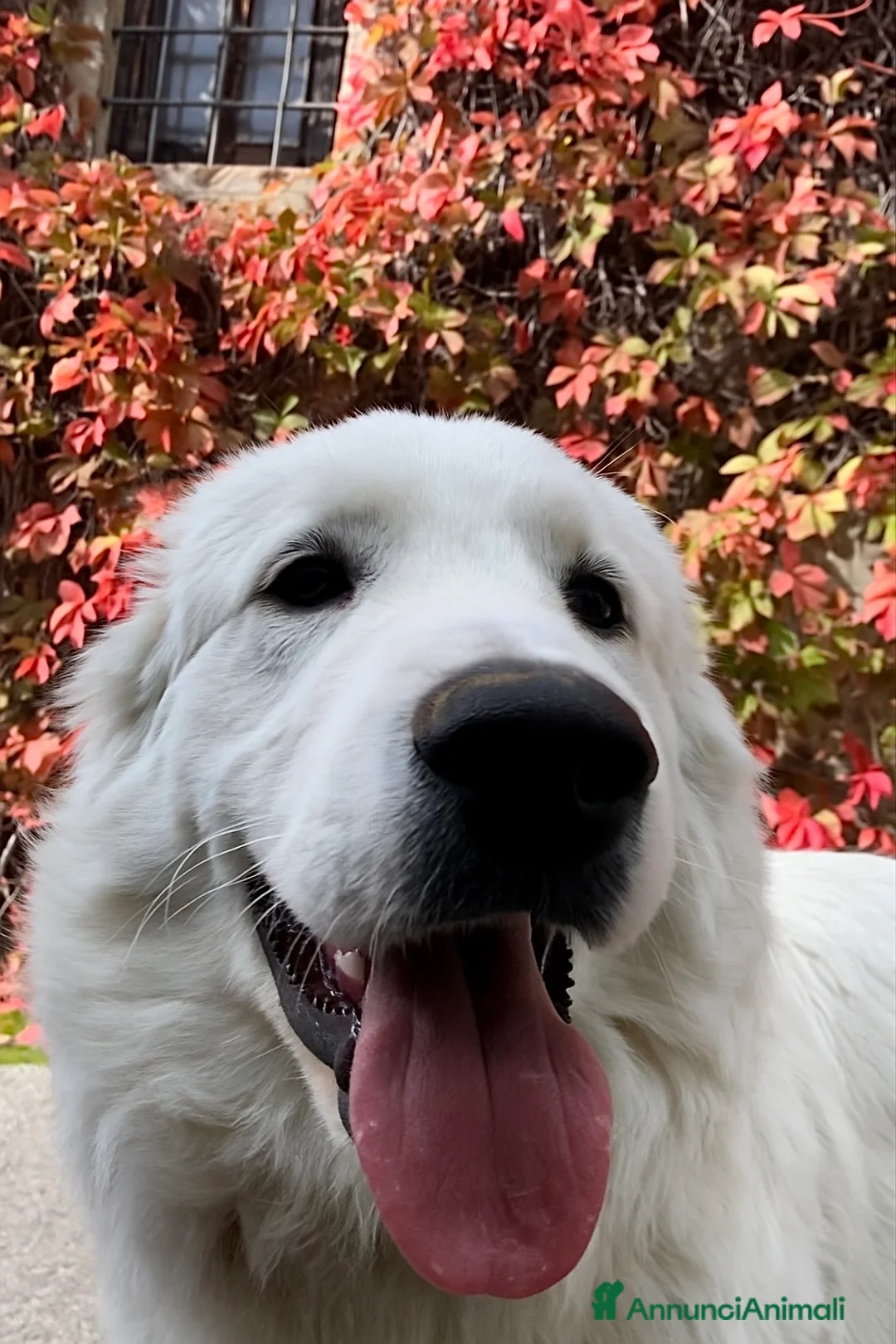 Immagine della galleria {{count}}