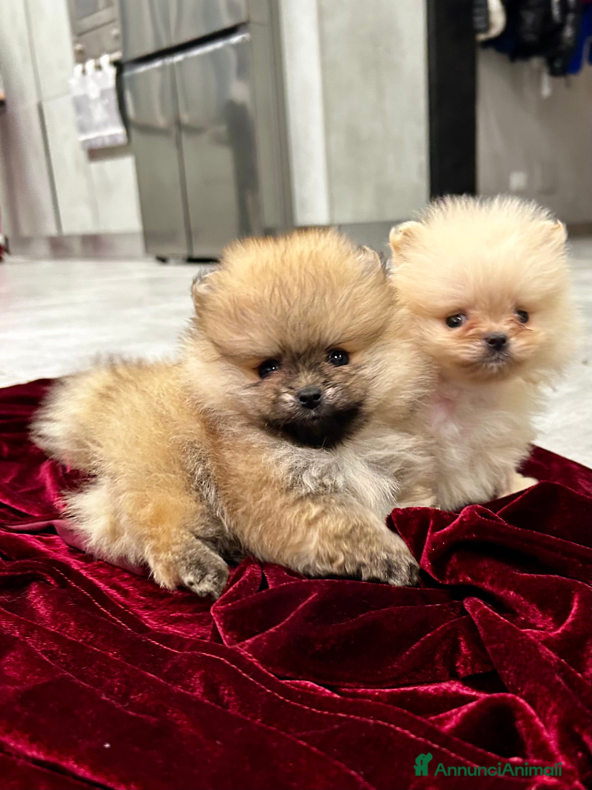 Spitz cani Spitz tedesco nano - Annuncio 2