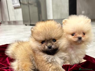 Spitz cani Spitz tedesco nano - Annuncio 2