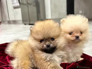 Spitz cani Spitz tedesco nano - Annuncio 3