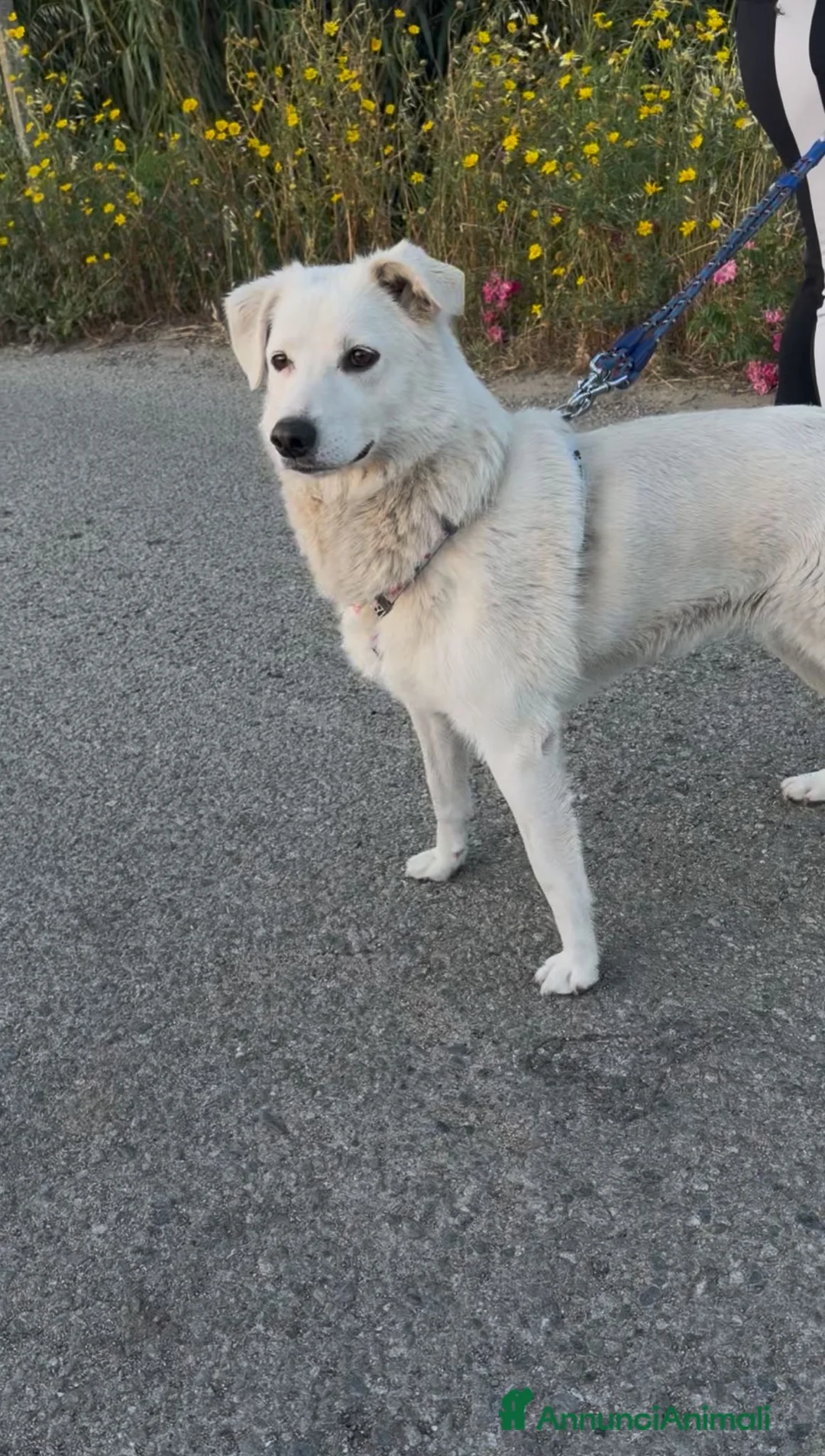 Meticcio cani in regalo: WILMA 🩷 oltre la timidezza c’è un tesoro a Provincia di Parma - Annuncio 2