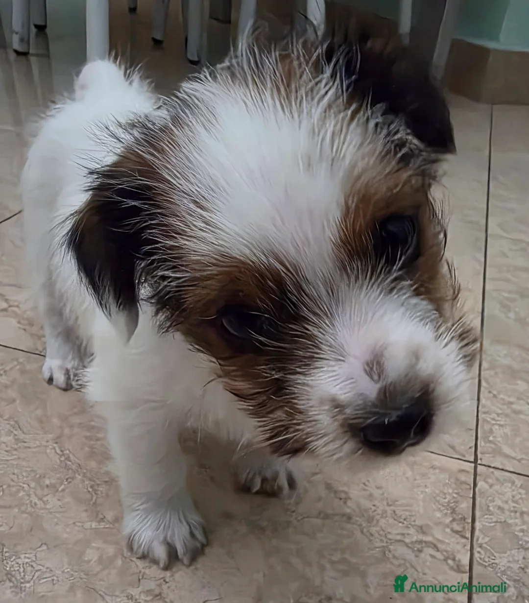 Jack Russell cani in vendita: Cuccioli di Jack Russell  - Annuncio 3