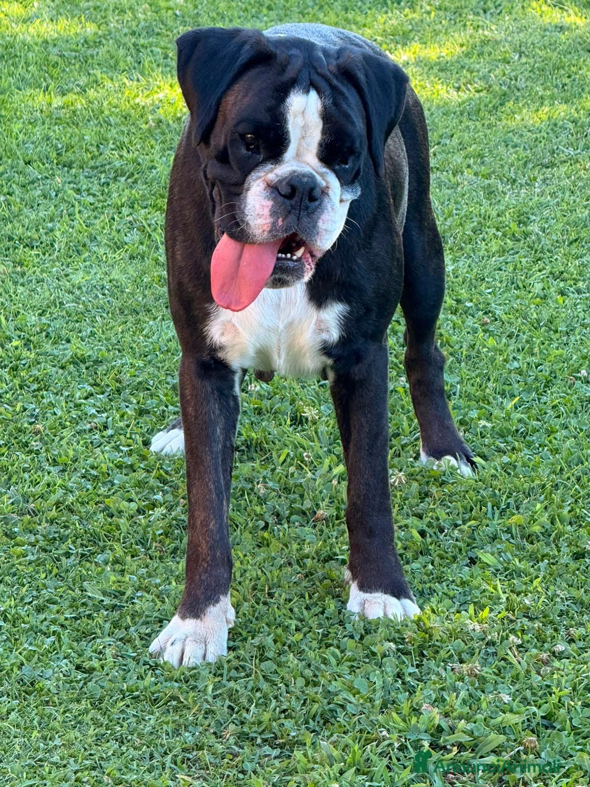 Boxer cani Ersilia cerca casa - Annuncio 11