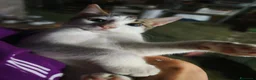 Meticcio gatti in regalo: I Mocaccini - Annuncio 3