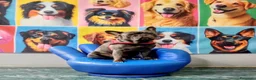 Bulldog Francese cani per accoppiamento: Musino cerca la sua Principessa  a Città metropolitana di Milano - Annuncio 20
