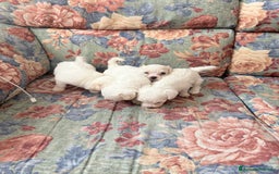 Bichon cani in vendita: Cuccioli di Bichon maltese  a Provincia di Verona - Immagine 1