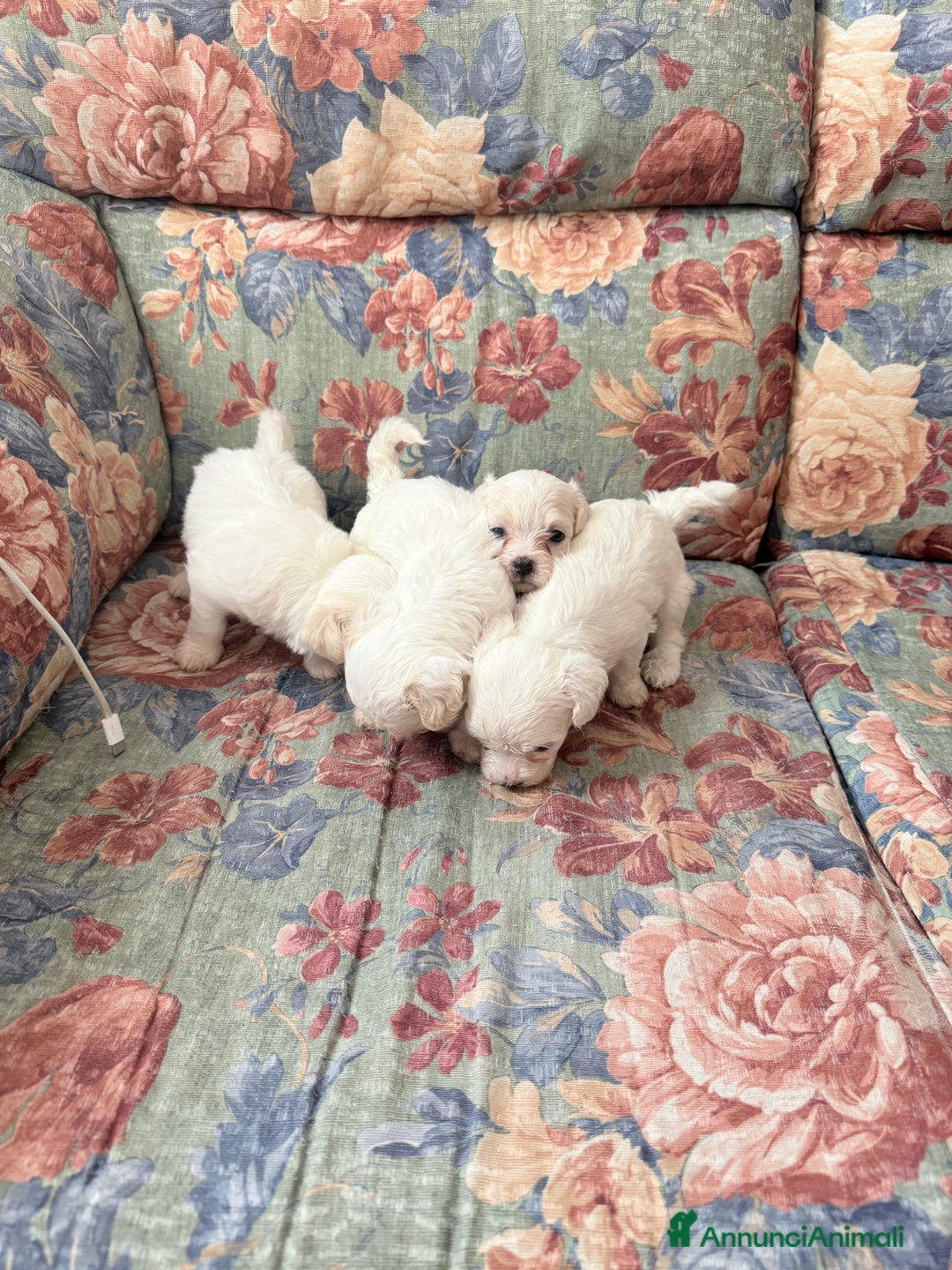 Bichon cani in vendita: Cuccioli di Bichon maltese  a Provincia di Verona - Immagine 1