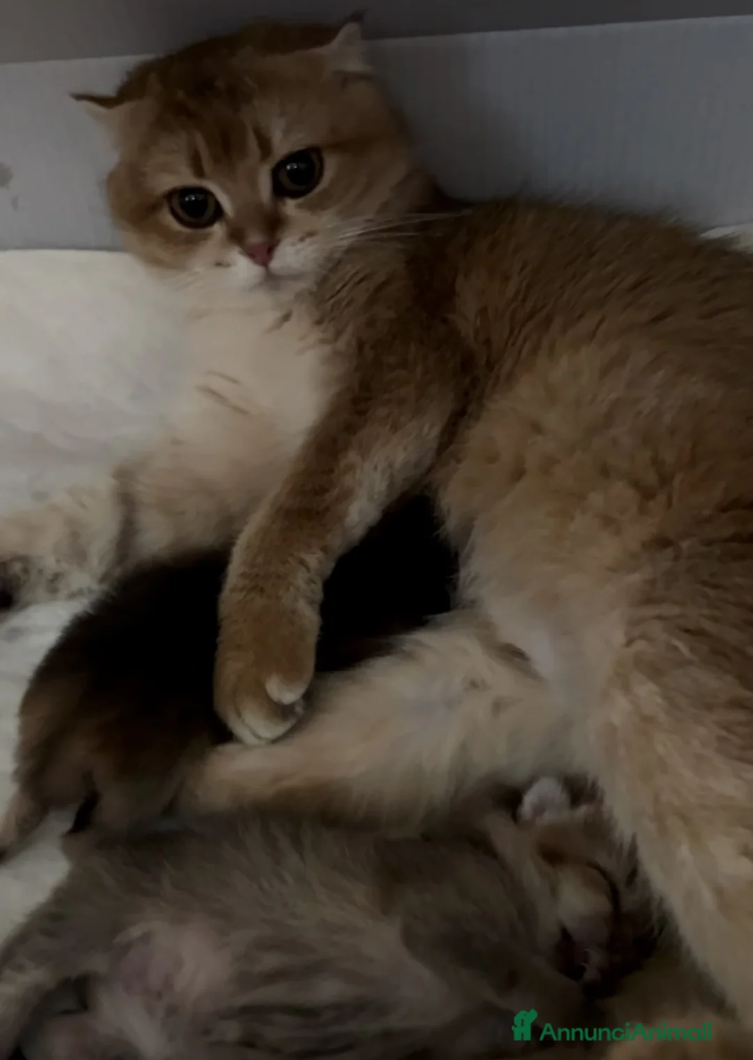Scottish gatti in vendita: Cucciola di Scottish Fold colore biscotto chiaro - Annuncio 8