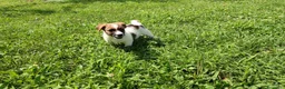Jack Russell cani in vendita: Jack Russell bianchi aranci pelo liscio - Annuncio 4