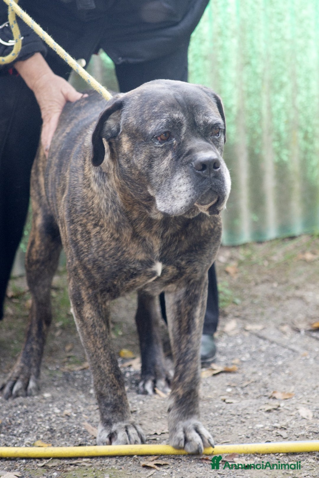 Cane Corso cani in regalo: MAMBO SEI VECCHIO NON SERVI PIU', IN ADOZIONE - Annuncio 3