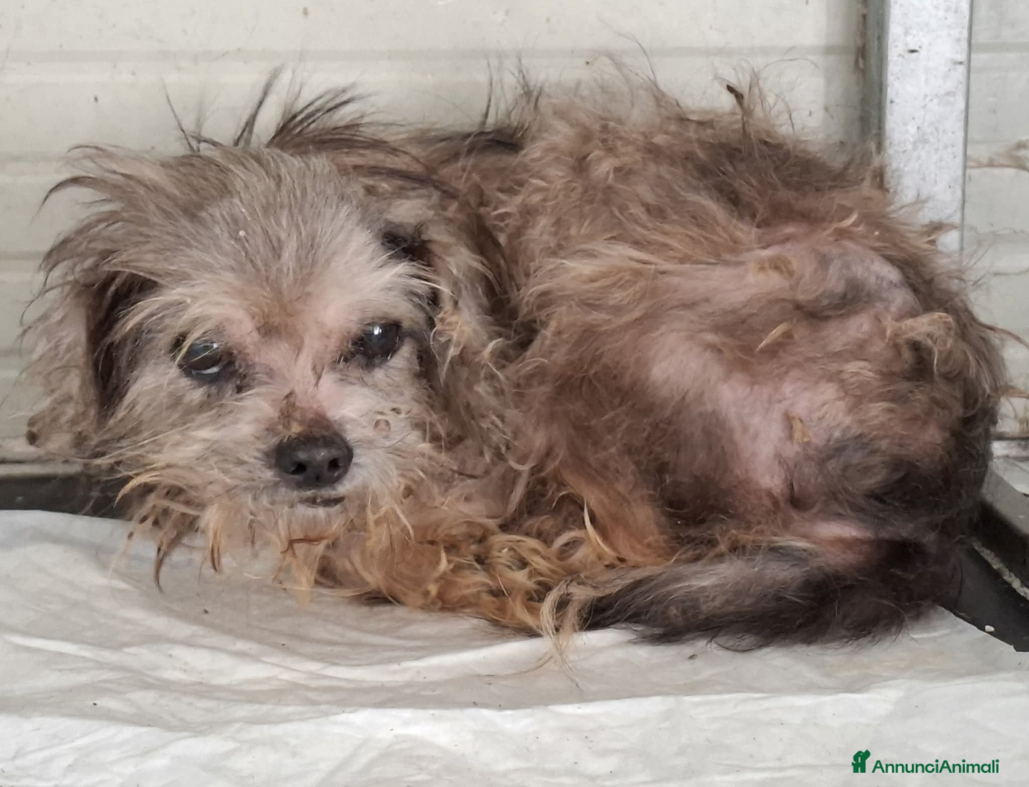 Yorkshire cani ADOZ.DEL💔:piccino,pochi dentini,dove lo metti sta - Annuncio 15