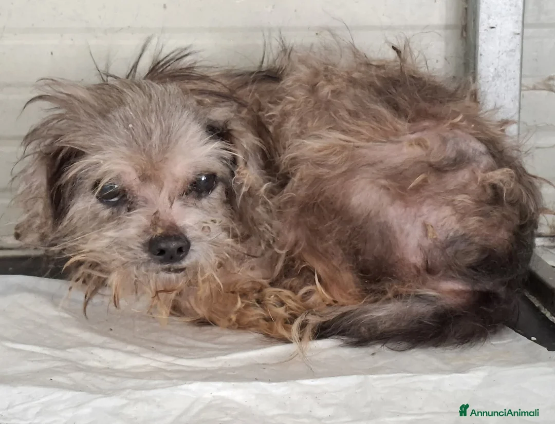 Yorkshire cani in regalo: ADOZ.DEL💔:piccino,pochi dentini,dove lo metti sta - Annuncio 1