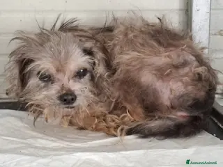 Yorkshire cani ADOZ.DEL💔:piccino,pochi dentini,dove lo metti sta - Annuncio 15