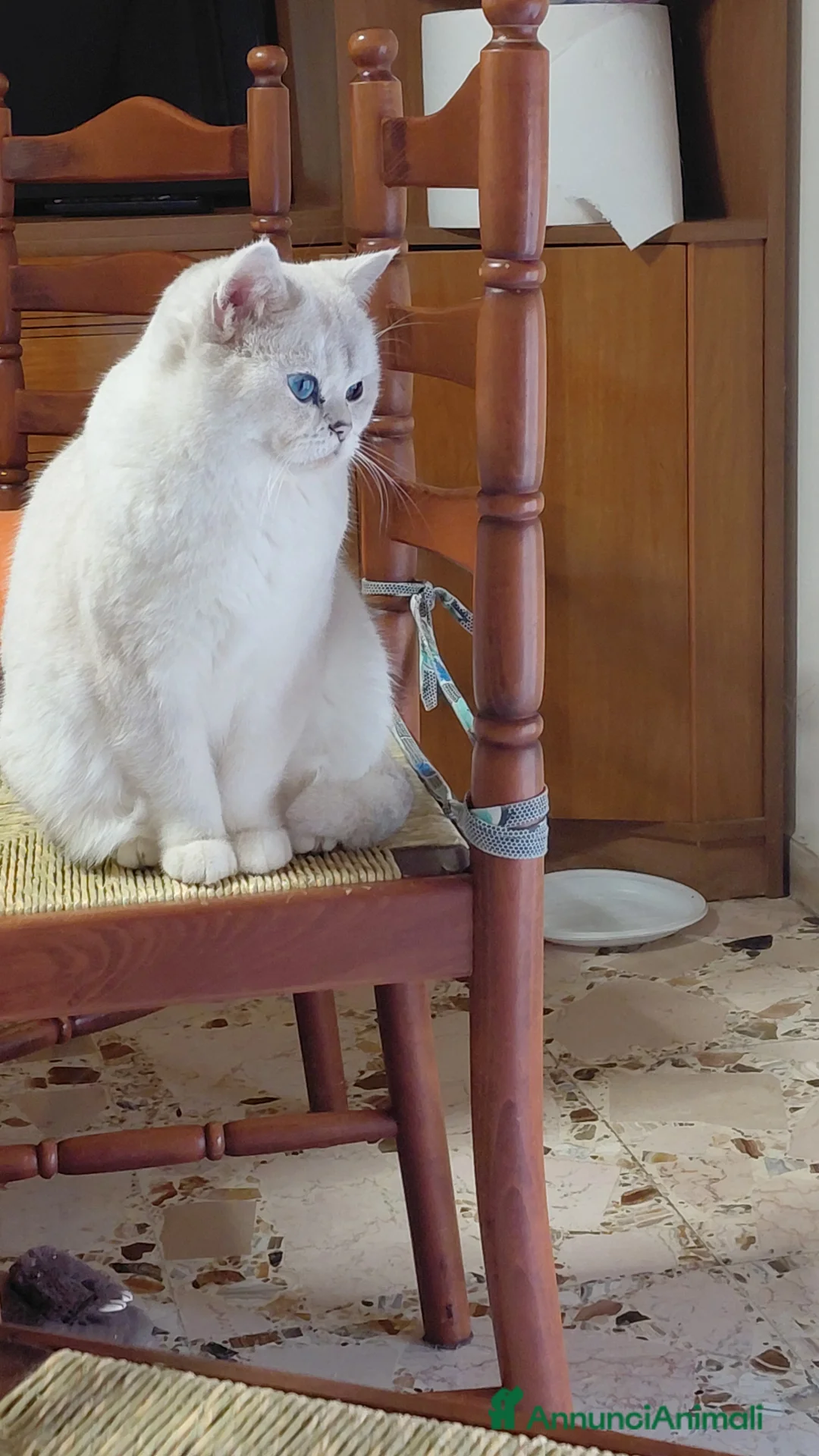 British gatti in vendita: Brithish shorteir bianca occhi blu 9 mesi - Annuncio 4