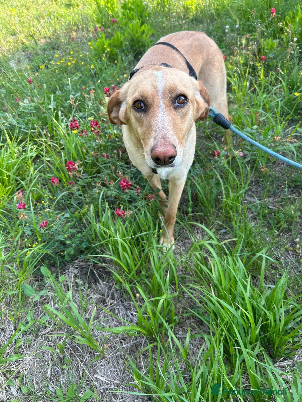 Meticcio cani Rosy splendida giovane simil Segugio cerca casa - Annuncio 3