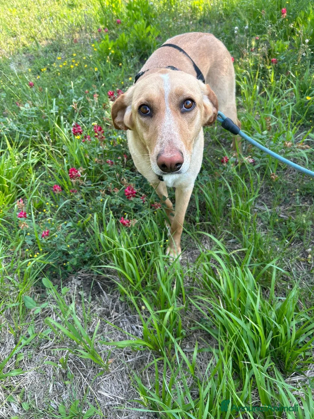 Meticcio cani in regalo: Rosy splendida giovane simil Segugio cerca casa - Annuncio 1