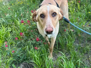 Meticcio cani Rosy splendida giovane simil Segugio cerca casa - Annuncio 3