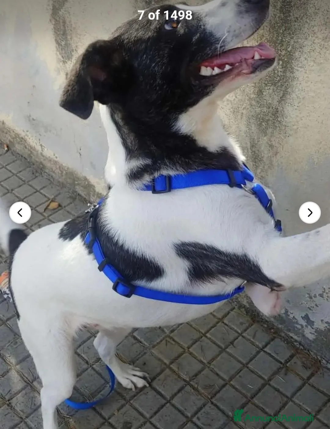 Meticcio cani in regalo: Luce 3anni TRIPODE SOS STALLO/ADOZ. SOS URGE NUORO - Annuncio 2