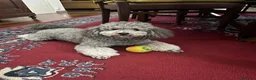 Barboncino cani per accoppiamento: Barboncino per monta - Annuncio 5
