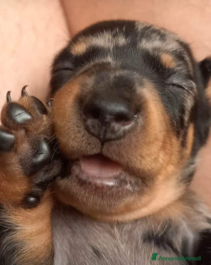 Bassotto cani Bassotti nani pelo corto - Annuncio 4