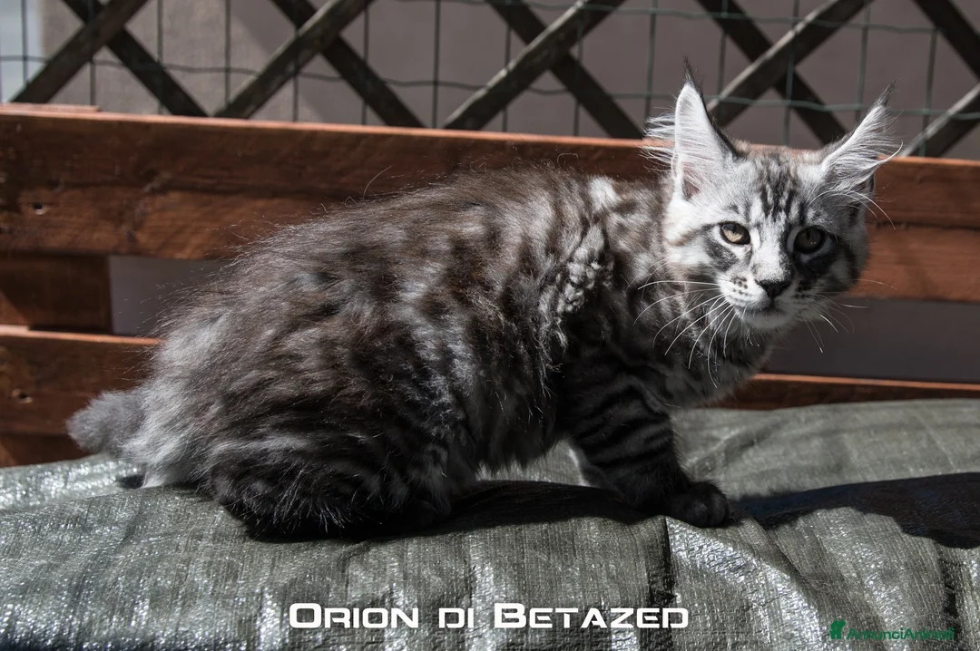 Maine Coon gatti in vendita: Cucciolo Maine Coon Alta Genealogia a Città metropolitana di Roma Capitale - Annuncio 6