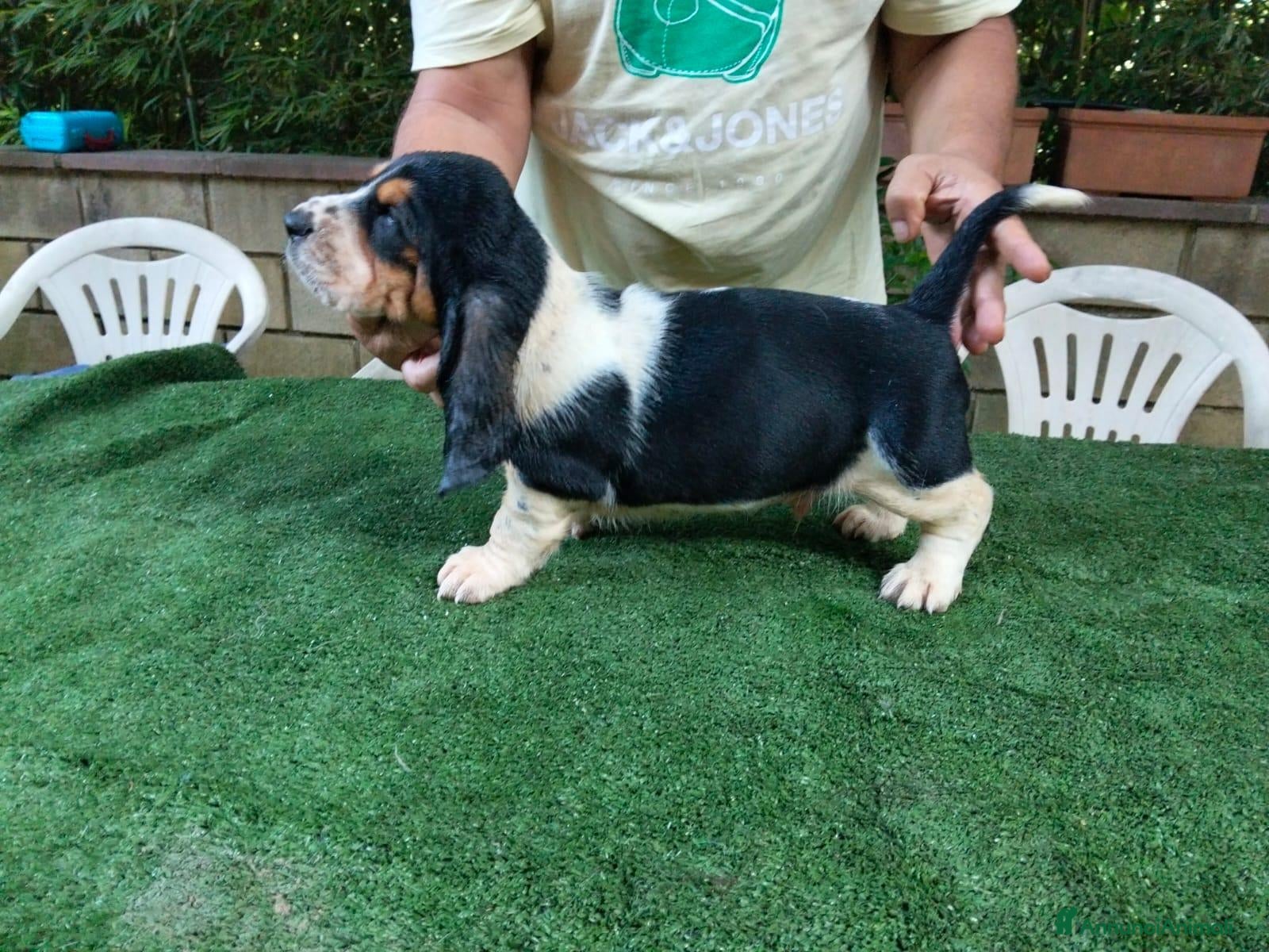 Bassethound cani Cuccioli bassethound  - Annuncio 3