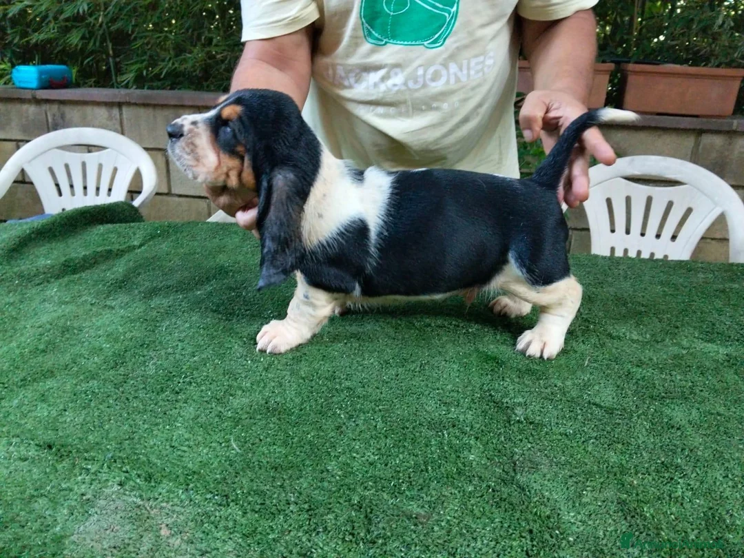 Bassethound cani in vendita: Cuccioli bassethound  - Annuncio 1